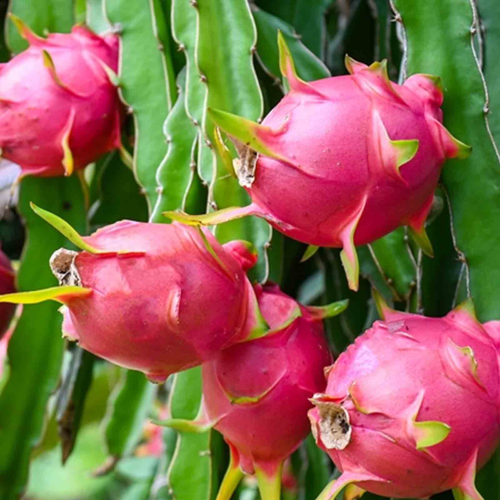 DRAGON FRUIT